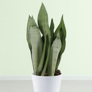 Sansevieria Moonshine hoogte 45 50 Studio