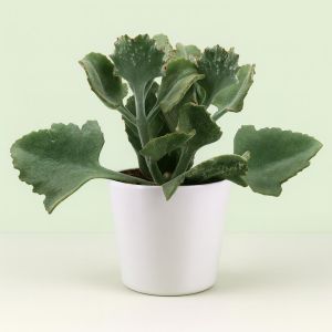 kalanchoe beharensis 13 cm.jpg Studio