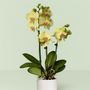 Phalaenopsis Yellow Studio