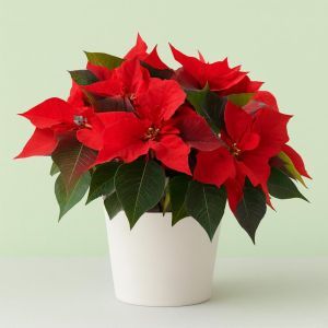 poinsettia_visi179283
