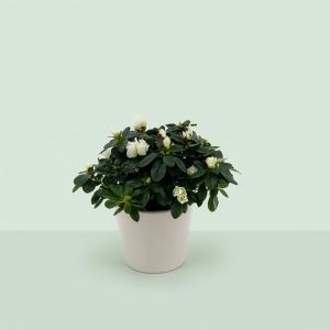 Rhododendron Simsii White 13 cm pot Studio Studio