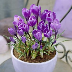 Crocus vernus Grand Maitre (Als Aqua)