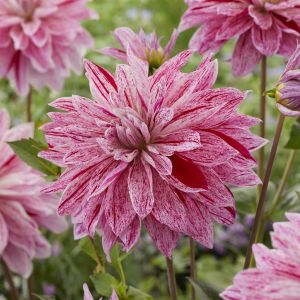 Dahlia Babylon Lila