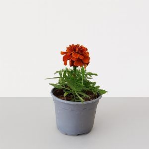 Marigold Tagetes Red Studio [Soft White, SoftWhite]