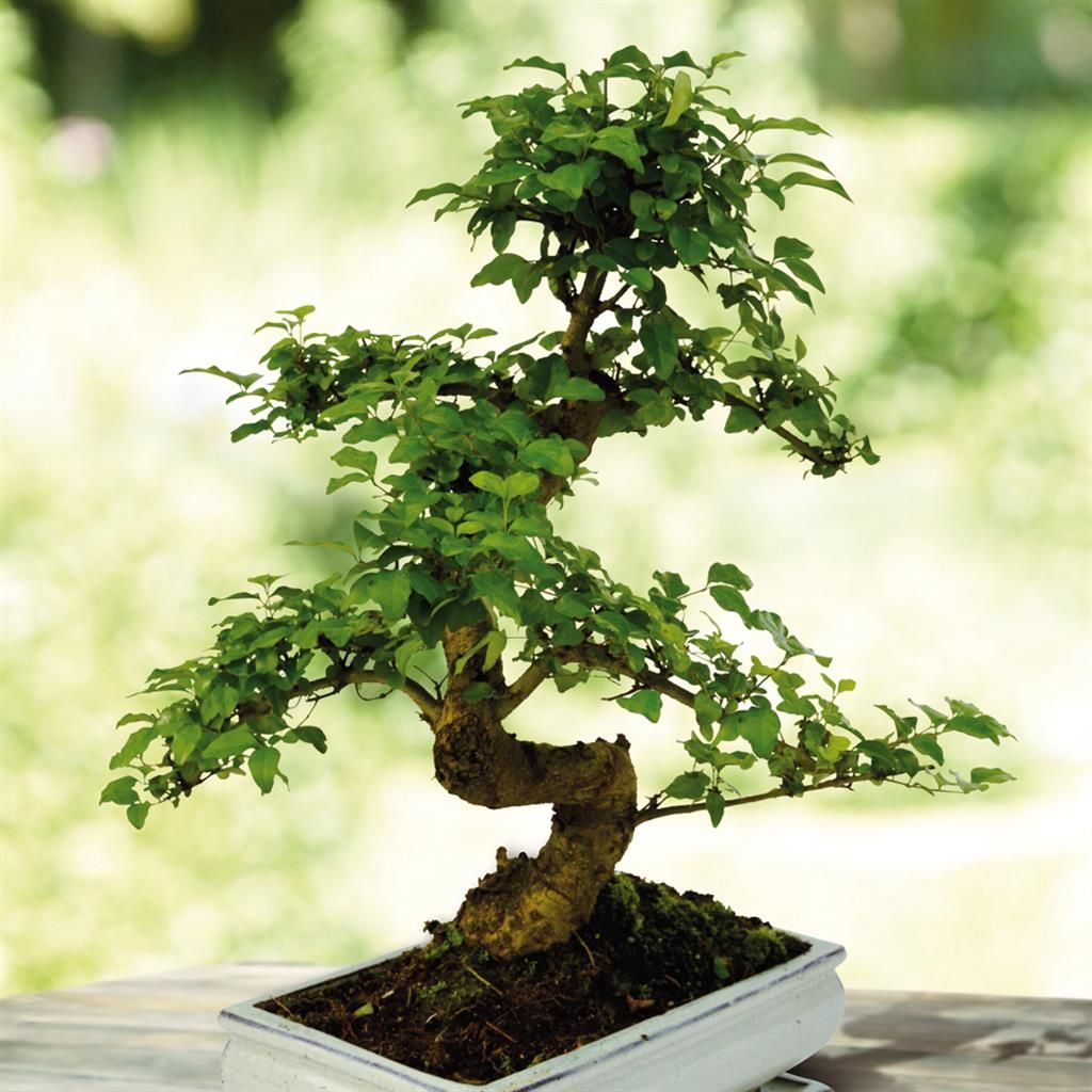 Kp vackra Bonsai trd online hos Plantazon
